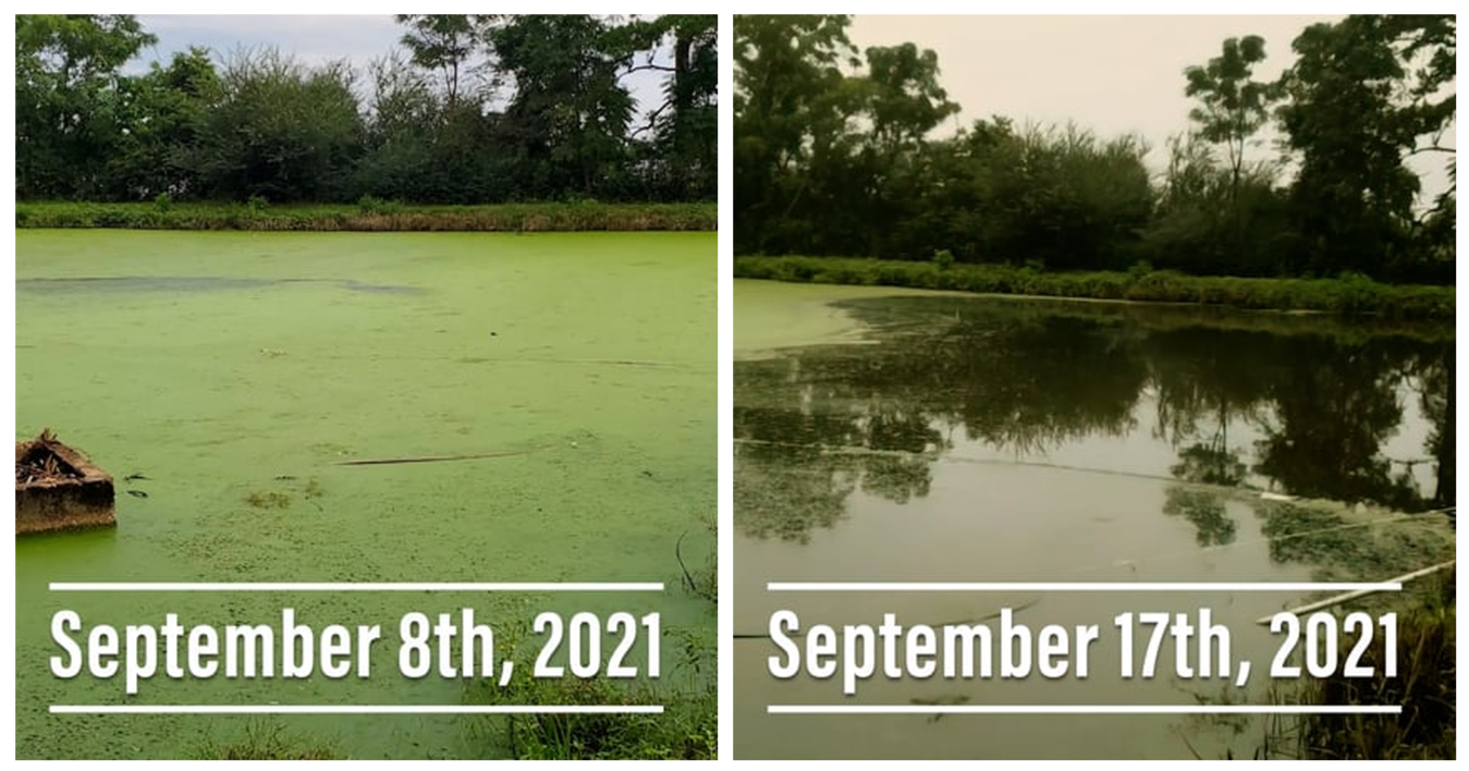 Sewage Lagoon Before-After
