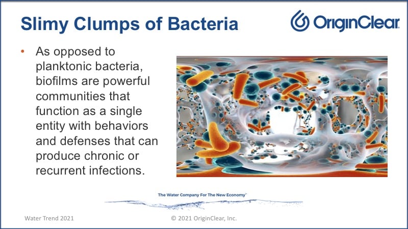 Clumps of bacteria
